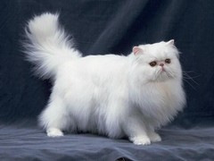 包头波斯猫价格