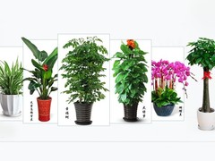 惠州鲜花批发