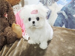 邯郸宠物狗市