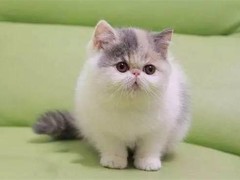 泰州异国短毛猫领养