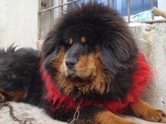 许昌藏獒出售