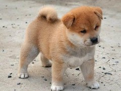 徐州宠物狗领养