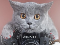 南昌缅因猫价格
