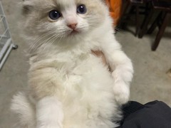 温州布偶猫领养