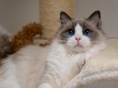 三亚布偶猫价格