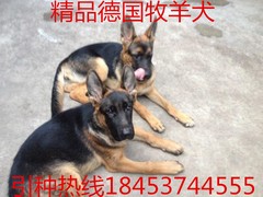 久亚宠物犬舍