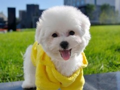 钦州幼犬比熊犬