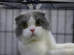 银川苏格兰折耳猫领养