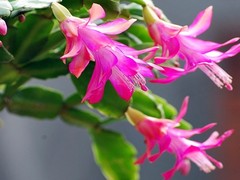 淄博鲜花花篮