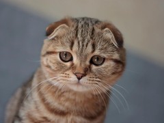 徐州苏格兰折耳猫领养
