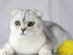 晋安宠物猫店