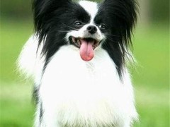 德州蝴蝶犬