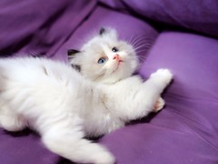 临沂布偶猫出售