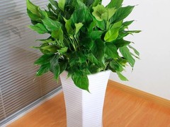 南京绿植店