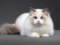 盐城布偶猫领养