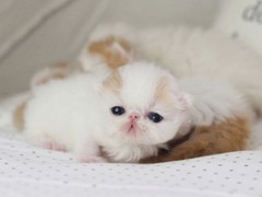 绵阳波斯猫出售