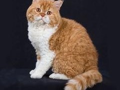 东莞柯尼斯卷毛猫领养
