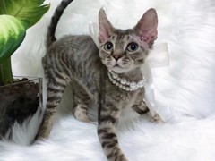 沈阳德文卷毛猫价格