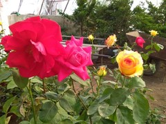 尹立新花园设计