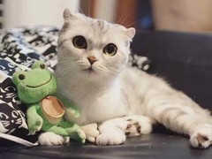 威海苏格兰折耳猫出售