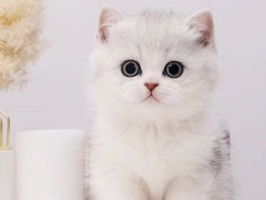 烟台苏格兰折耳猫领养
