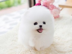 大型犬舍出售宠物狗幼犬