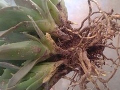 开封鲜花预订