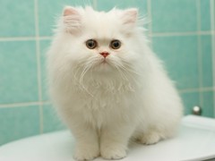 邢台波斯猫出售