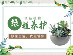 宁波绿植订购电话