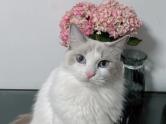 菏泽布偶猫出售