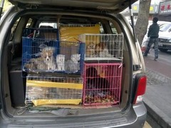 遵义宠物猫托运