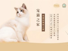 菏泽挪威森林猫价格