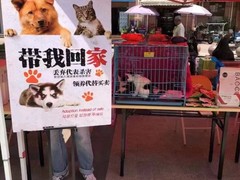 上海青浦区宠物小动物流浪狗流浪猫救助领养收容收养中心站
