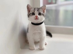 三亚异国短毛猫领养