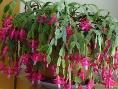 银川鲜花预定