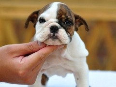 潍坊法国斗牛犬价格