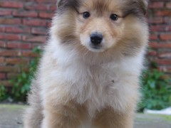 开封德国牧羊犬领养
