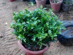 温州绿植租赁