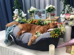 长沙宠物殡葬