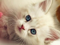 雅靖猫舍