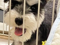漳州雪纳瑞价格