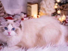 漳州布偶猫领养