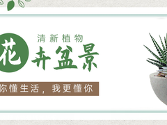 金华花卉出租