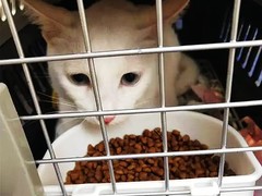 济宁宠物猫托运