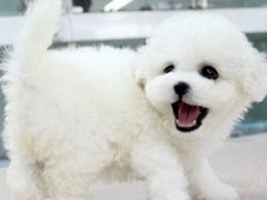 大庆幼犬比熊犬