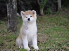 扬州秋田犬