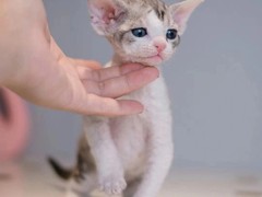 沈阳美国卷毛猫领养