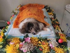 泰州宠物殡葬