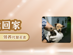 连云港宠物狗训练