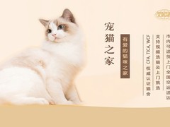 湖州布偶猫出售